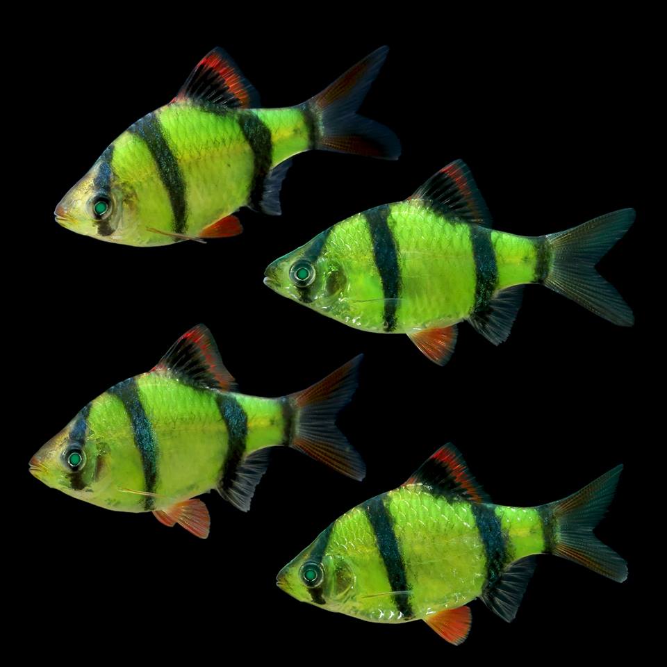 GloFish - Barb - Electric Green - 1 inch - Quantity of 6